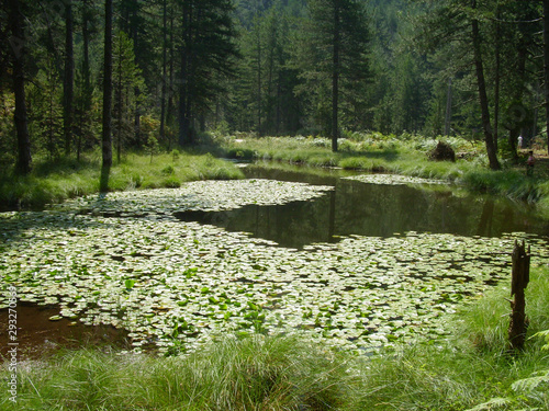 lakes in Greveniti area trees lillies firs and fishes  Greece photo