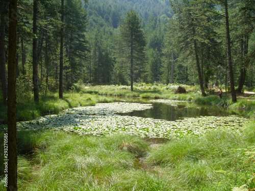 lakes and forest  in Greveniti area trees lillies firs and fishes  Greece photo