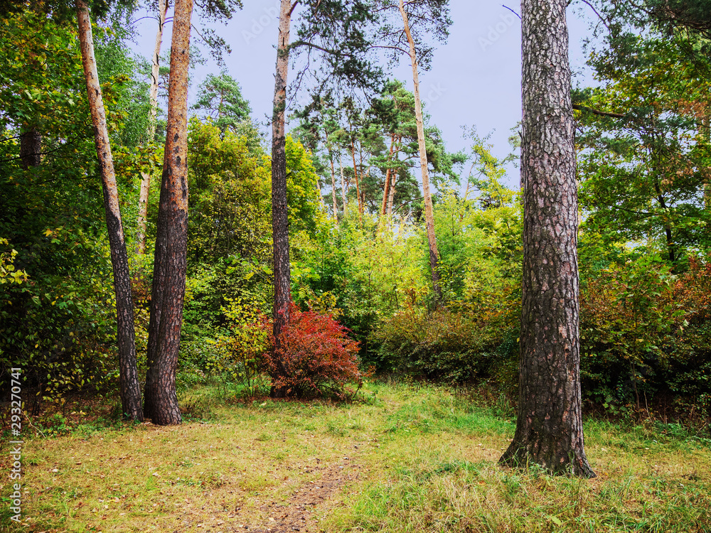 Fototapeta premium Autumn, forest, foliage.