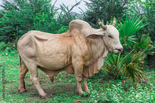 Billede på lærred Young male Thai bull brahman (Thai Cow Brahman Breed) in green meadow of the cou