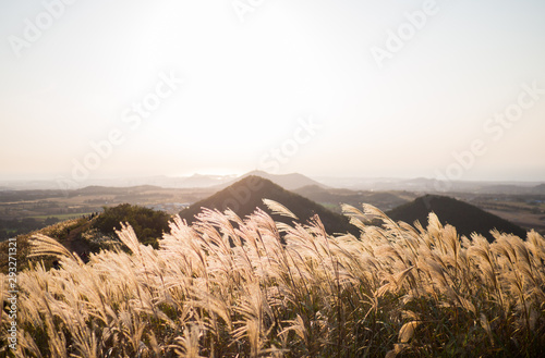 Beautiful Silver Grass or miscanthus sinensis of a Jeju island at Korea autumn.