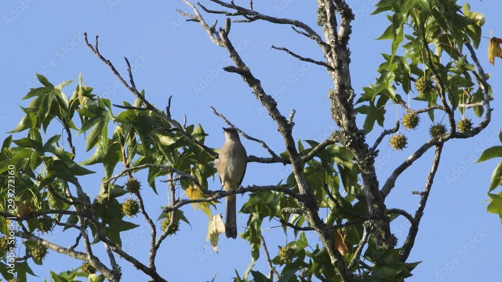 A mockingbird perched on a small branch in the morning. Medium close. 10 sec/60 fps. Original speed. Clip 1 A mockingbird perched on a small branch in the morning. Medium close. 10 sec/60 fps. Original speed. Clip 1