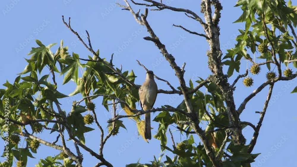 A mockingbird perched on a small branch in the morning. Medium close. 25 sec/24 fps. 40% speed. Clip 1 A mockingbird perched on a small branch in the morning. Medium close. 25 sec/24 fps. 40% speed. Clip 1