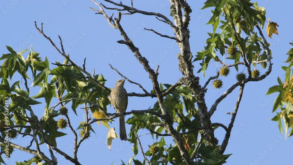 A mockingbird perched on a small branch in the morning. Medium close. 25 sec/24 fps. 40% speed. Clip 6 A mockingbird perched on a small branch in the morning. Medium close. 25 sec/24 fps. 40% speed. Clip 6