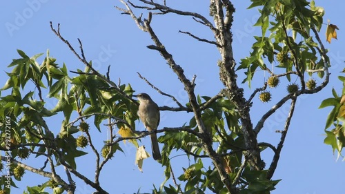 A mockingbird perched on a small branch in the morning. Medium close. 25 sec/24 fps. 40% speed. Clip 4 photo