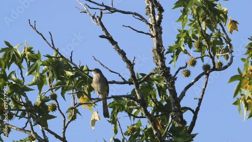 A mockingbird perched on a small branch in the morning. Medium close. 25 sec/24 fps. 40% speed. Clip 7 photo