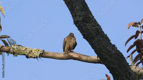 A mourning dove preening and looking around on a large branch. Medium close. 10 sec/60 fps. Original speed. Clip 6 photo