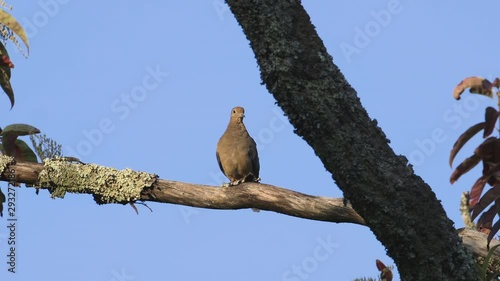 A mourning dove preening and looking around on a large branch. Medium close. 10 sec/60 fps. Original speed. Clip 2 photo