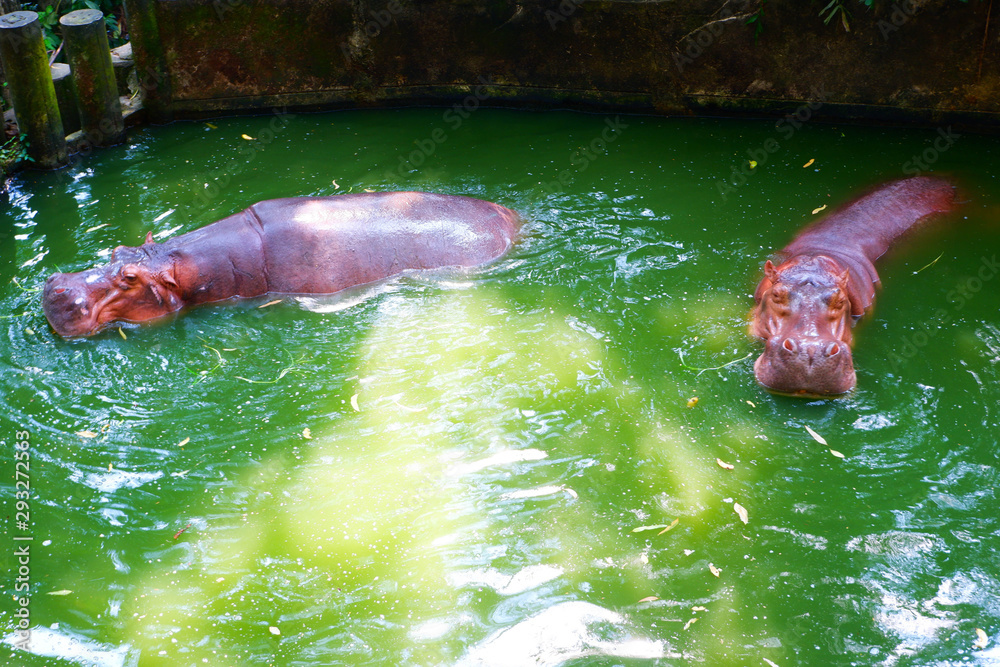 Obraz premium Two hippos in the zoo