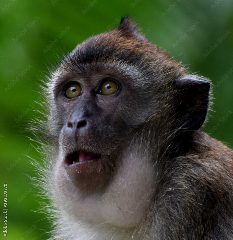 Obraz premium Face of a shocked macaque monkey in the jungle