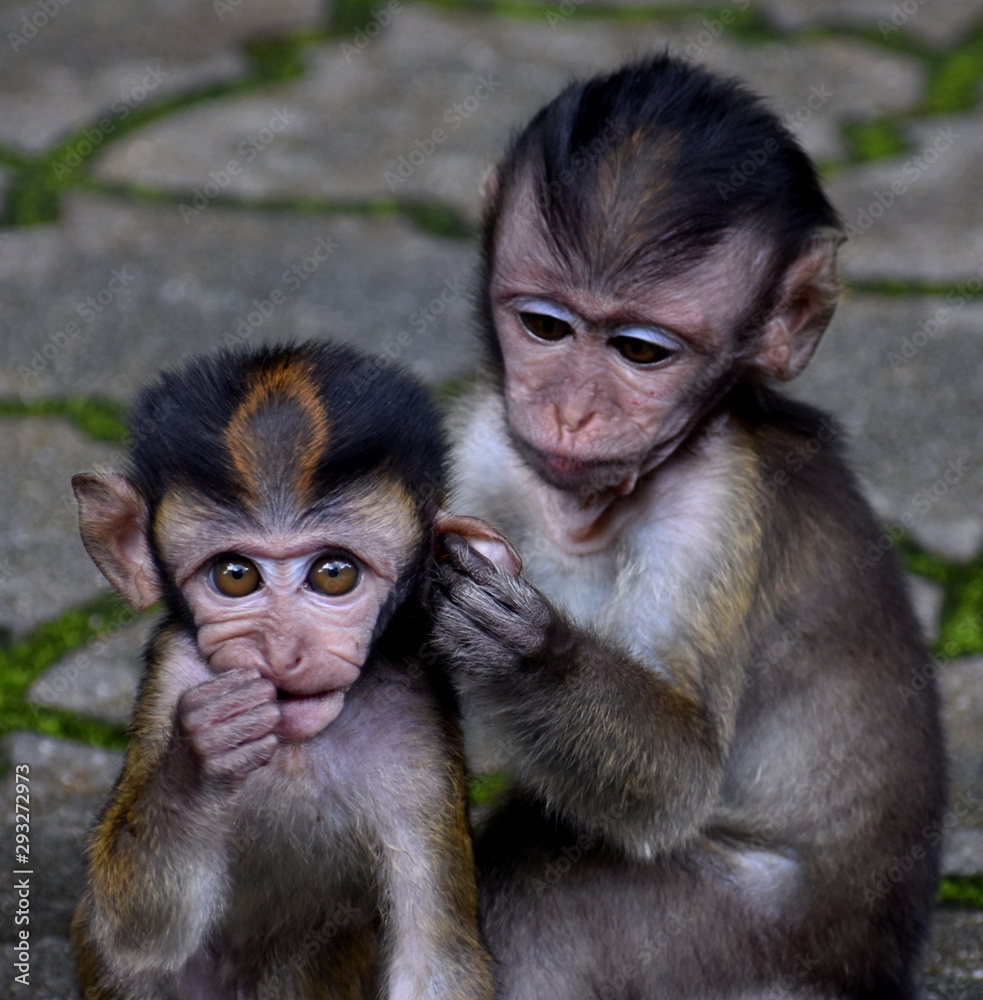 Cute baby macaque monkeys sitting together in a park Cute baby macaque monkeys sitting together in a park