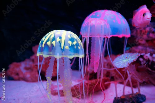 Fototapeta na wymiar Meduza