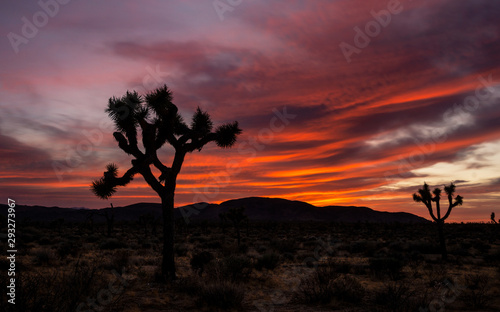 Joshua Tree Sunset