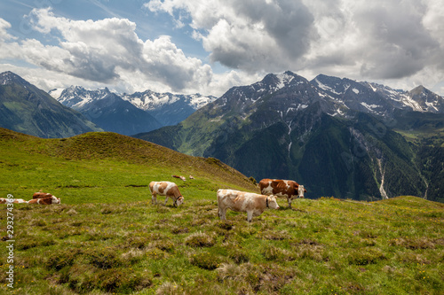 Cows, Penken Mountains, The Alps, Tyrol, Austria
