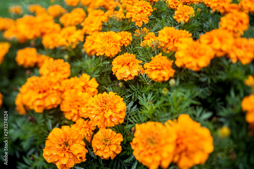 Dyer's Marigold flowers