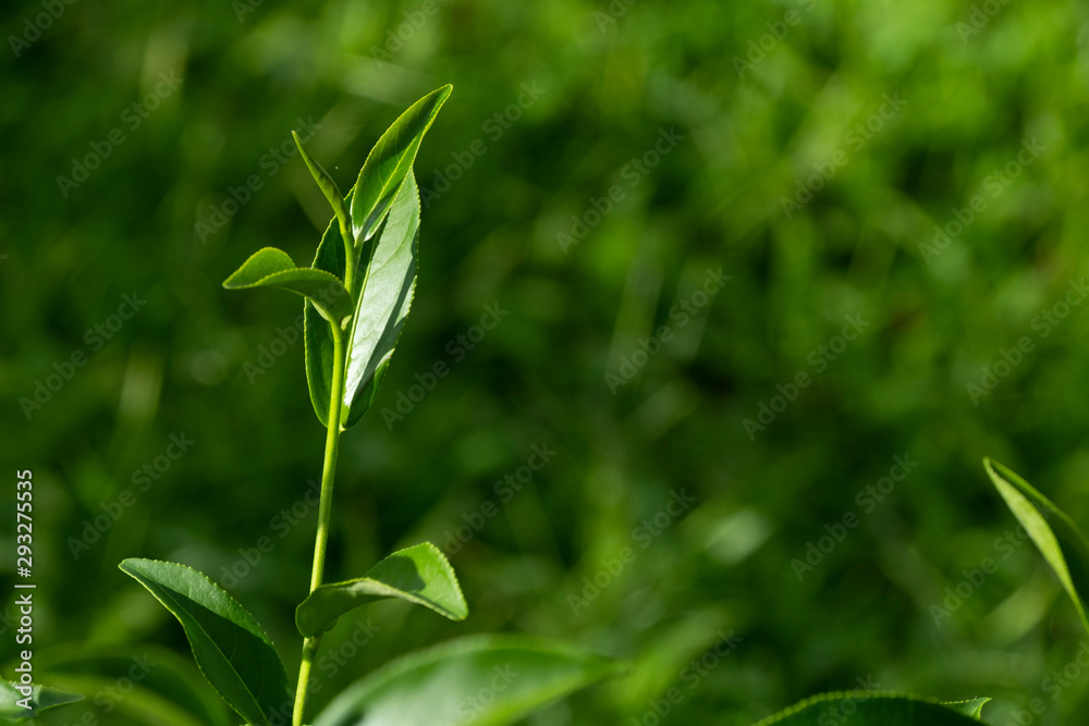 Top of fresh raw organic green tea leaf in plantation field farm Top of fresh raw organic green tea leaf in plantation field farm