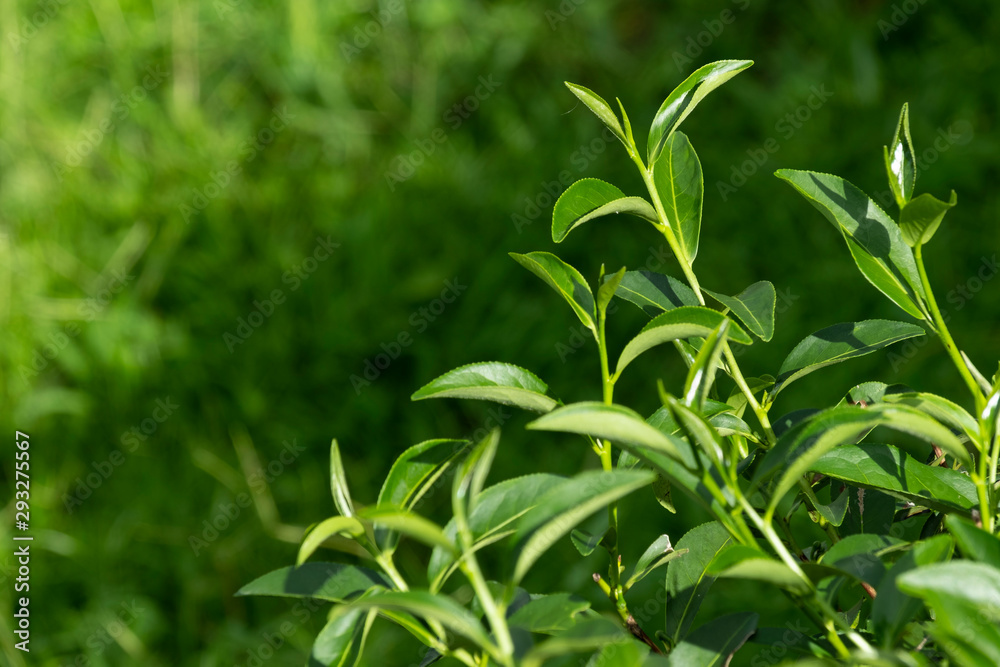 Top of fresh raw organic green tea leaf in plantation field farm Top of fresh raw organic green tea leaf in plantation field farm