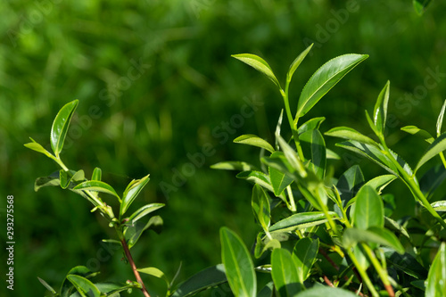 Top of fresh raw organic green tea leaf in plantation field farm