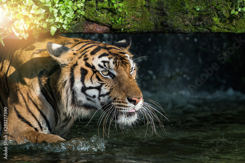 Photos of tiger naturally.