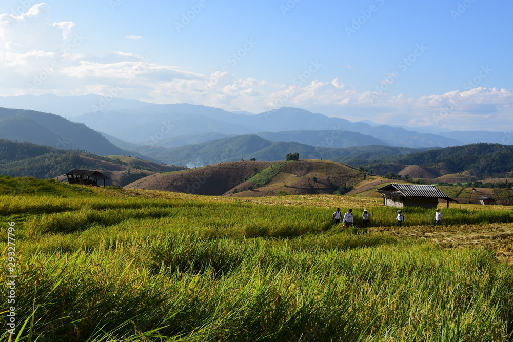 Rice fields in the mountains in Thailand