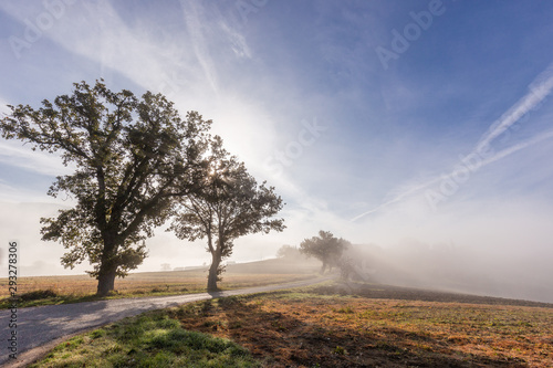 Two trees and a road at dawn, with mist in the background