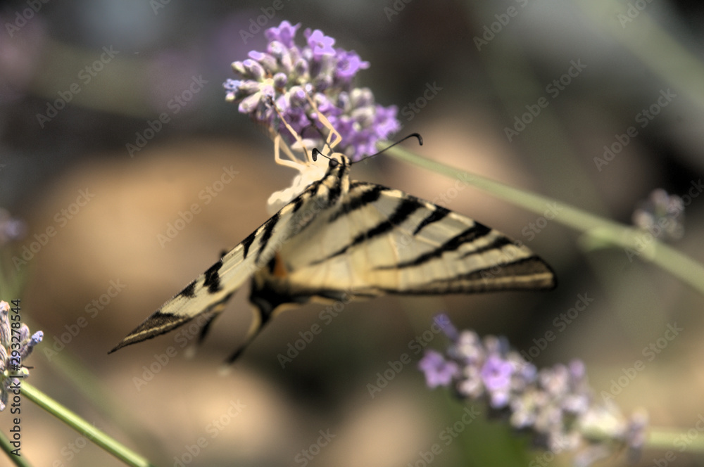 Iphiclides podalirius; scarce swallowtail in Tuscany Iphiclides podalirius; scarce swallowtail in Tuscany
