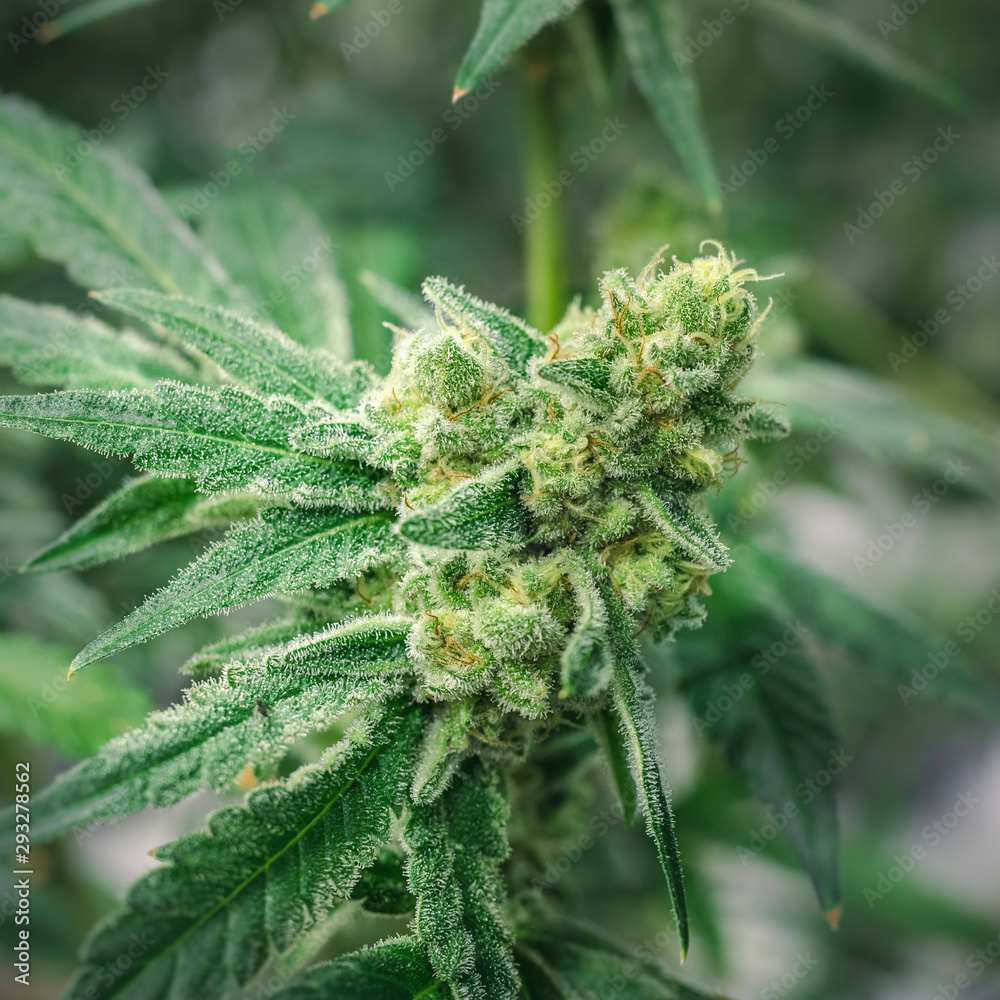 Macro Marijuana Bud with Trichrome Crystals on Soft Blurry Background Macro Marijuana Bud with Trichrome Crystals on Soft Blurry Background