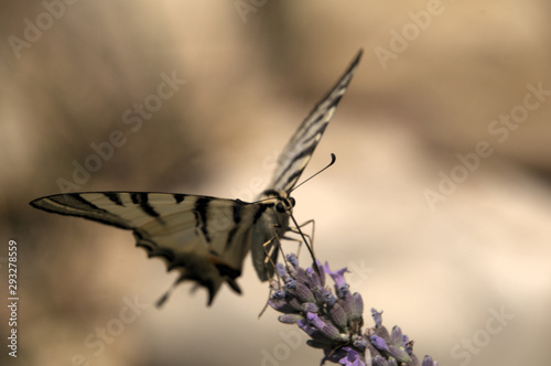 Iphclides podalirius; scarce swallowtail in Tuscany photo