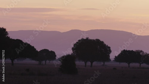 Sunrise National Park of Cabaneros with Iberian Red Deer photo