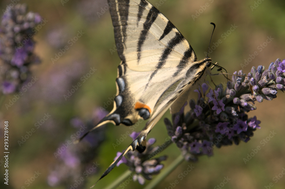 Iphiclides podalirius; scarce swallowtail in Tuscany Iphiclides podalirius; scarce swallowtail in Tuscany
