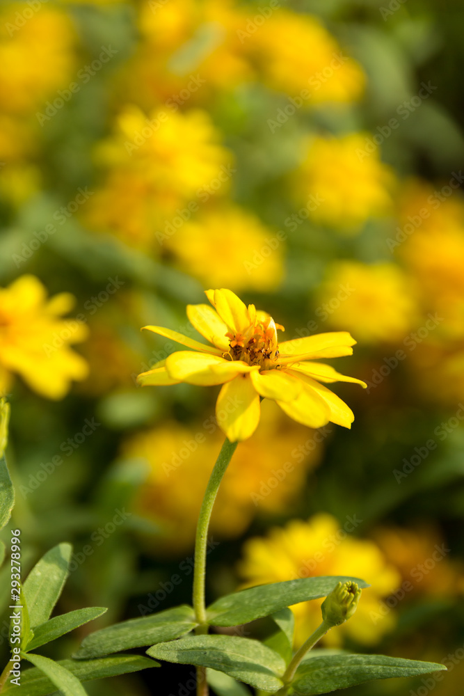 Obraz premium flower