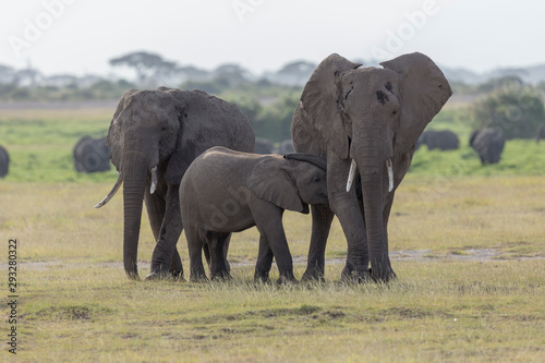 baby elephant sucking Mothers milk at Amboseli NAtional Park,Africa,