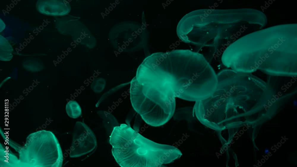 4K. group of fluorescent jellyfish swimming in Aquarium pool. transparent jellyfish underwater footage with glowing medusa moving around in the water. marine life wallpaper background. 4K. group of fluorescent jellyfish swimming in Aquarium pool. transparent jellyfish underwater footage with glowing medusa moving around in the water. marine life wallpaper background.