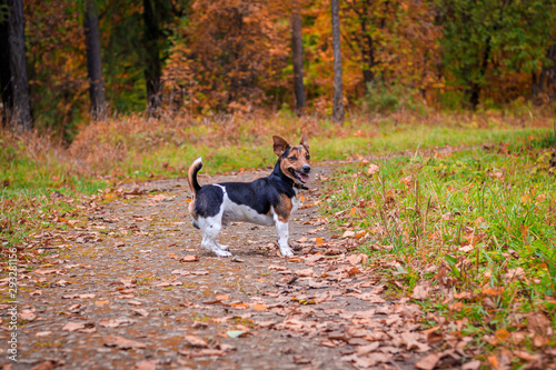 Fotografie, Obraz Dog Jack Russell Terrier for a walk in the park