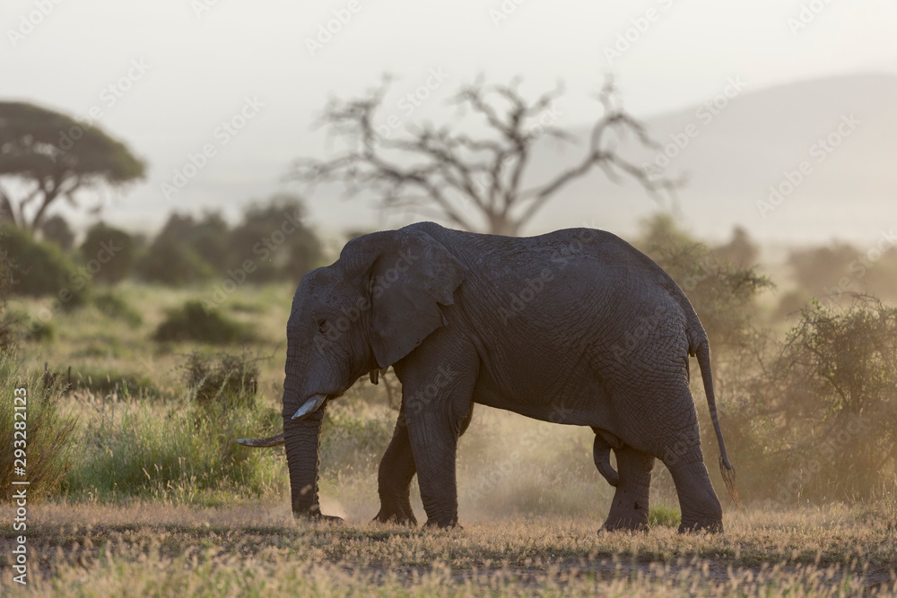 Fototapeta premium African Elephant seen at Amboseli National Park,Kenya,Africa
