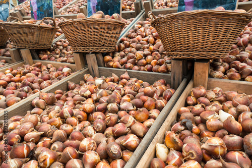 bulbes de tulipes au marché aux fleurs photo