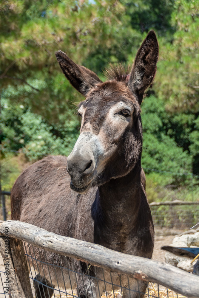 Donkey. Nice donkey in a stall. Summer sunny day