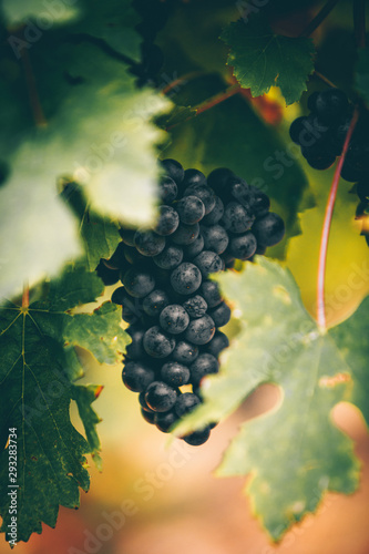 Red grapes autumn on the vineyard.