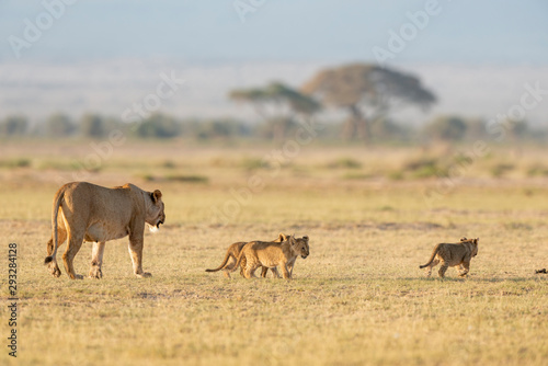 Lioness walking with small cubs at Amboseli National Park,Kenya,Africa