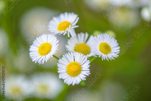 Macro pictures of small things during the rainy season.20