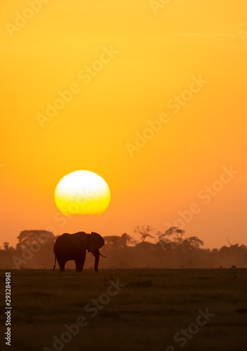 African Elephant with setting sun at Amboseli Nation Park Kenya Africa