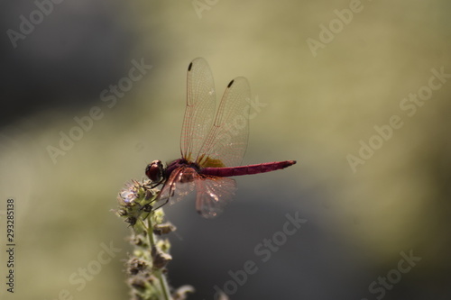 red dragonfly © Dilip