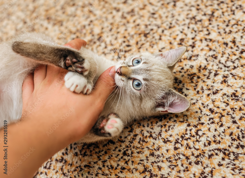 playful thai kitten biting human finger