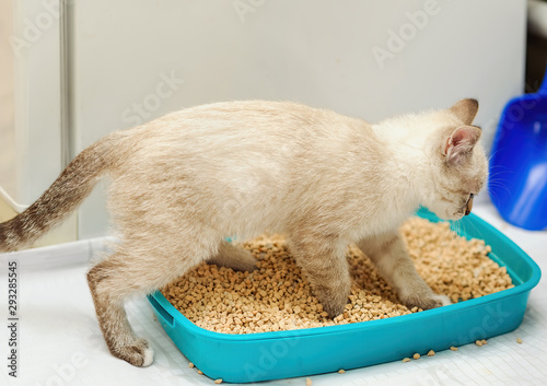 kitty digging in cat litter