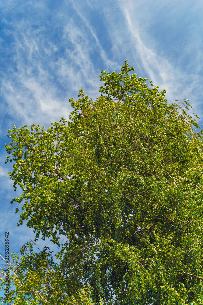 Fototapeta premium lush foliage of summer birch