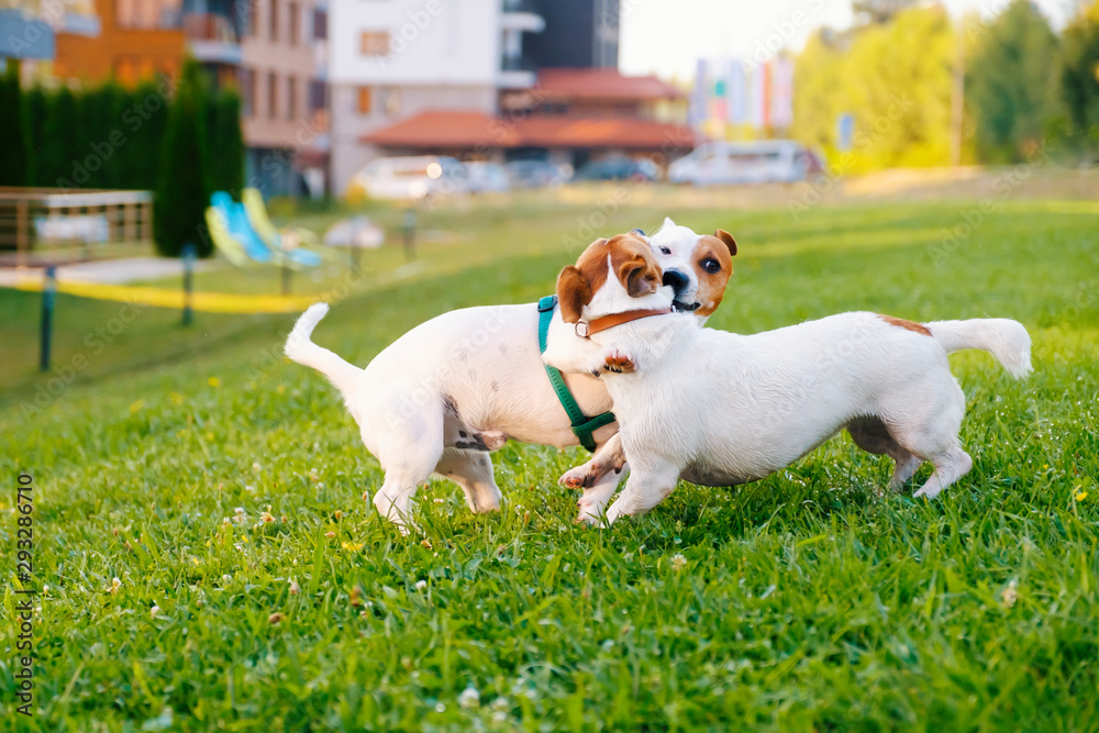 Two dogs of breed Jack Russell Terrier play on the lawn with lawn green grass near a family resort in the mountains in the summer on a sunny day. Lifestyle