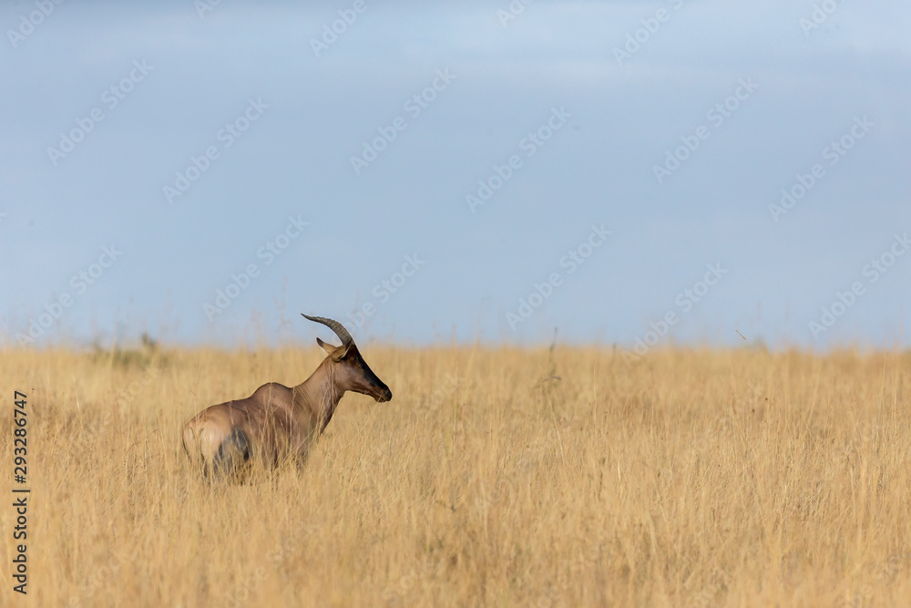 Fototapeta premium Topi feeding in tall grass at Masai Mara Game Reserve,Kenya,Africa