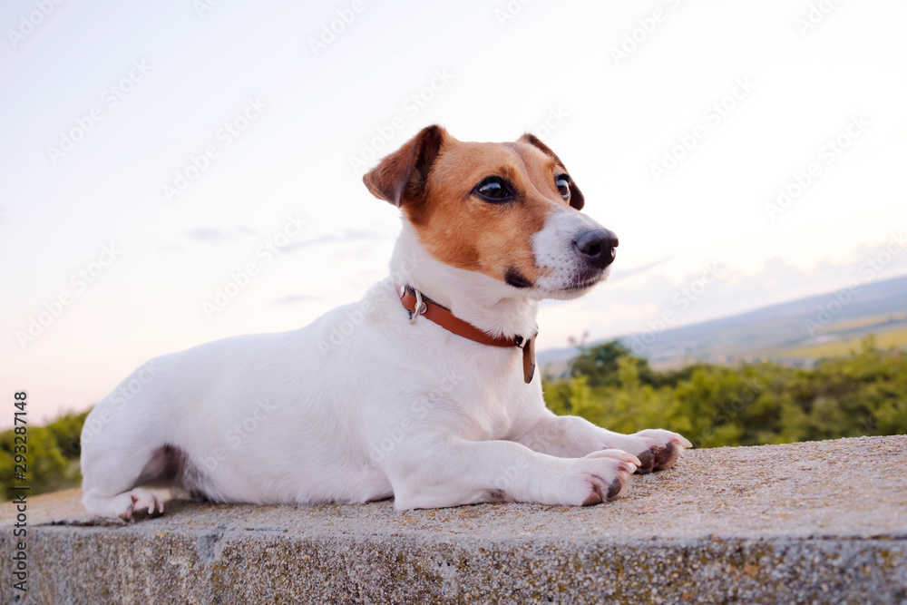 Portrait of a dog breed Jack Russell Terrier sitting on an old cement fence and looking at the horizon in the distance against the background of a sunset of the orange sun and rays in a green field Portrait of a dog breed Jack Russell Terrier sitting on an old cement fence and looking at the horizon in the distance against the background of a sunset of the orange sun and rays in a green field