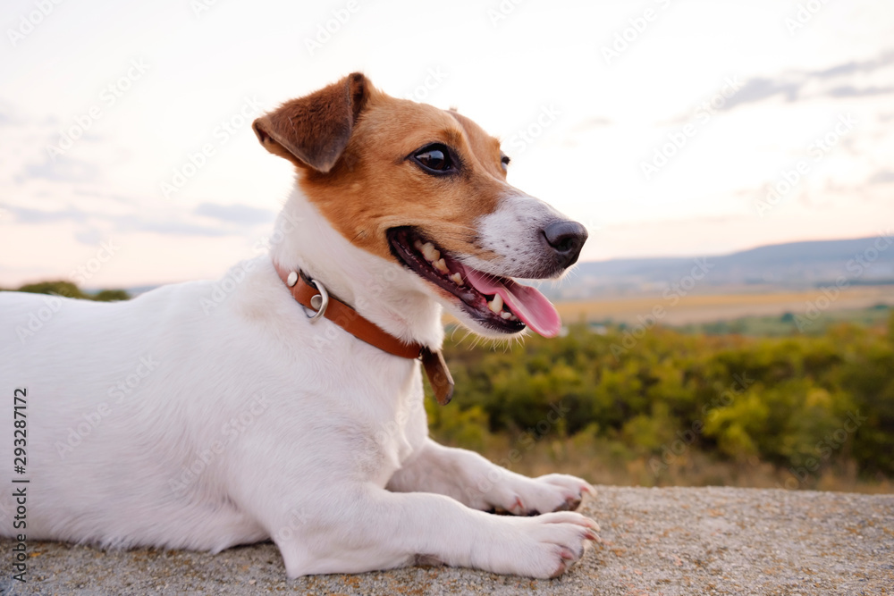 Portrait of dog breed Jack Russell Terrier sitting on old cement fence and looking at the horizon in distance against background of sunset of the orange sun and rays in a green field. Lifestyle Portrait of dog breed Jack Russell Terrier sitting on old cement fence and looking at the horizon in distance against background of sunset of the orange sun and rays in a green field. Lifestyle