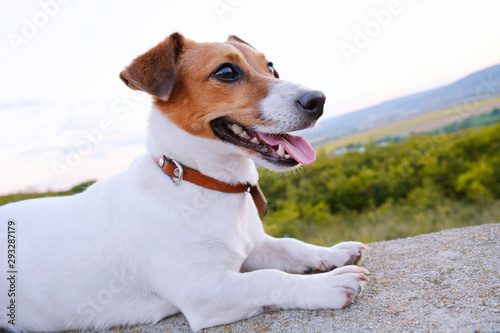 Portrait of a dog breed Jack Russell Terrier sitting on an old cement fence and looking at the horizon in the distance against the background of a sunset of the orange sun and rays in a green field